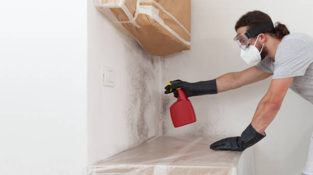 Professional Black Mold Remediation technician working in Buckley, MI