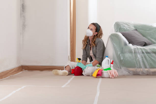 Reliable Black Mold Remediation contractor in Buckley, MI by 24 Hour Mold Removal