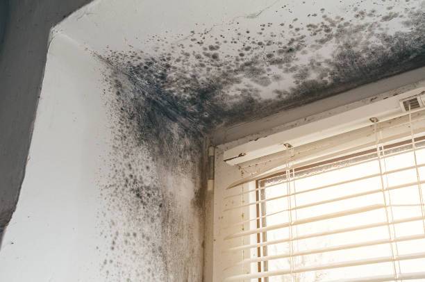 Affordable Black Mold Remediation solutions in Buckley, MI